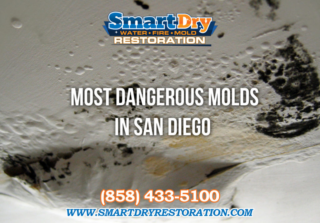 Most Dangerous Mold in San Diego