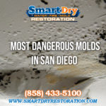 Most Dangerous Mold in San Diego