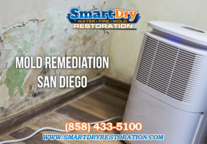 Before Hiring Mold Remediation Company San Diego
