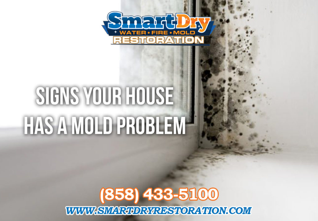Signs Your Home Has a Mold Problem San Diego