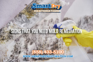 Signs You Need Mold Remediation in San Diego