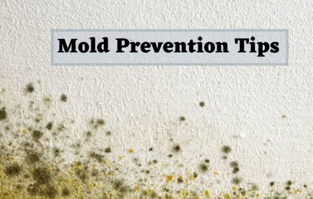 Mold Prevention Tips San Diego