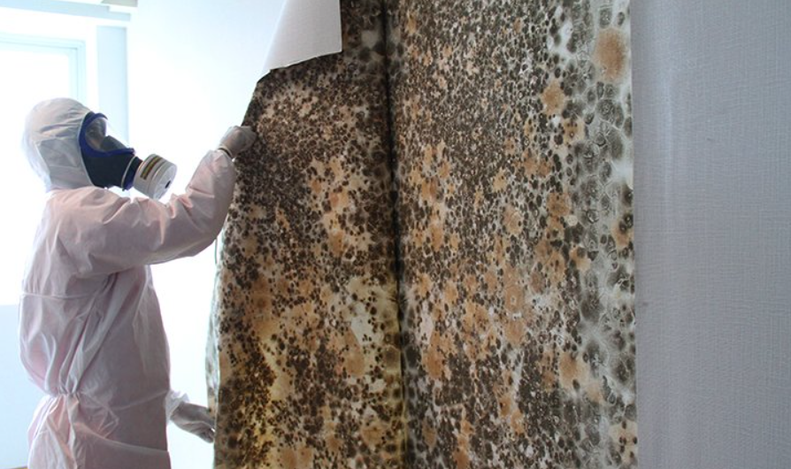 Black Mold Remediation And Cleanup San Diego