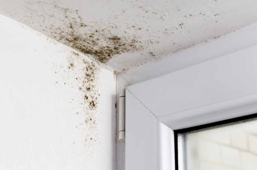 Everything You Need to Know About Mold Spores San Diego