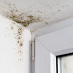 Everything You Need to Know About Mold Spores San Diego