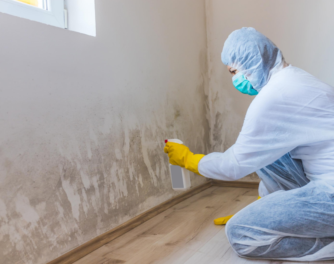 Mold Abatement Services San Diego 