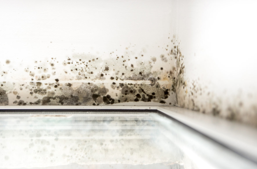 Mold Removal and Remediation Cost San Diego, CA