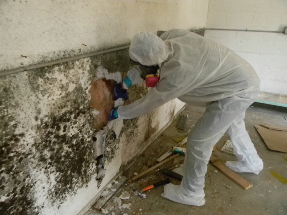 San Diego Mold Testing Services