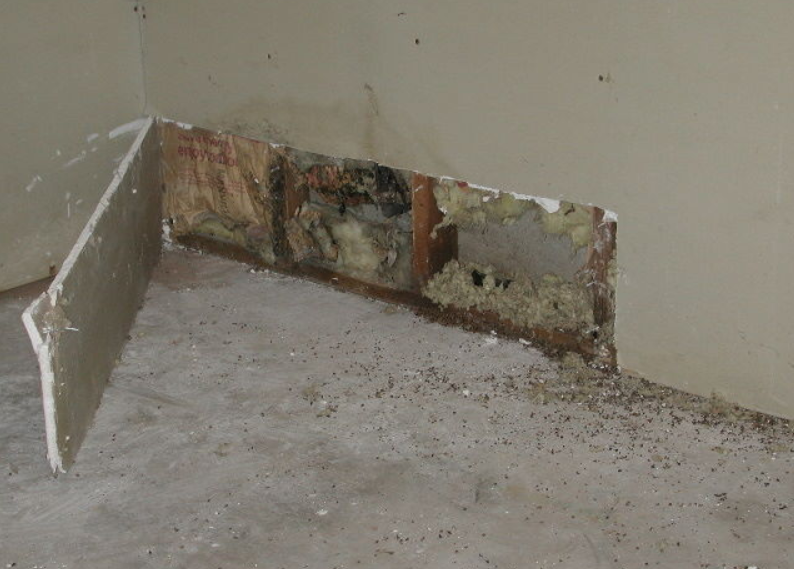 Finding Hidden Mold in Your Home In San Diego