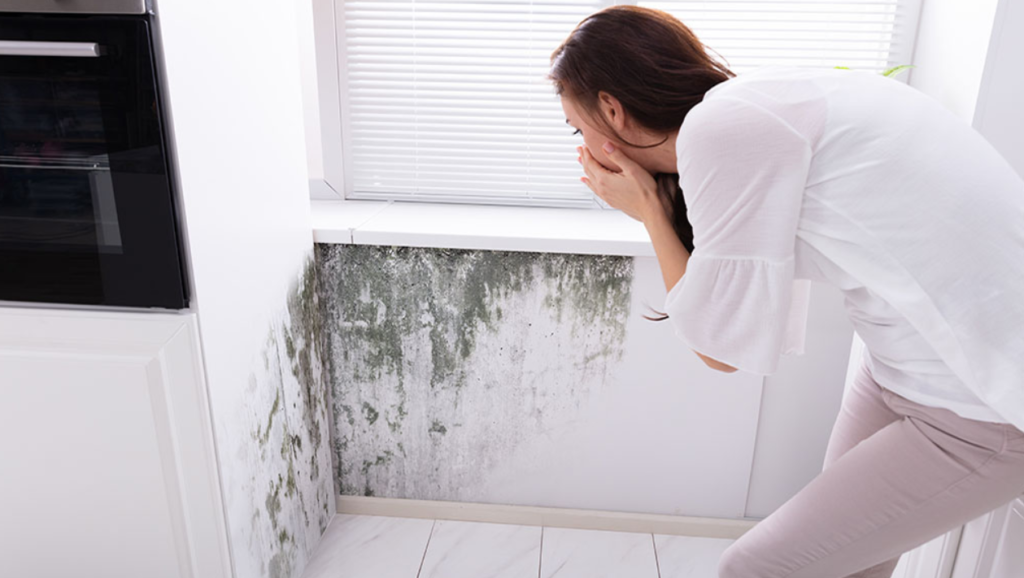 How Homeowners Insurance Covers Mold Remediation Services San Diego