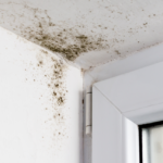 How to Find Mold in Your Home In San Diego