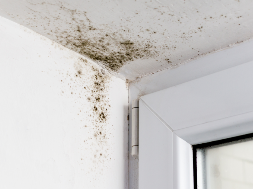 How to Find Mold in Your Home In San Diego