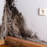 Identifying Mold Odors and Removing Them From Your House In San Diego