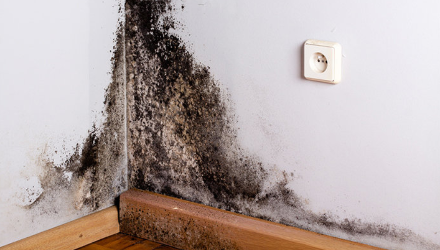 Identifying Mold Odors and Removing Them From Your House In San Diego
