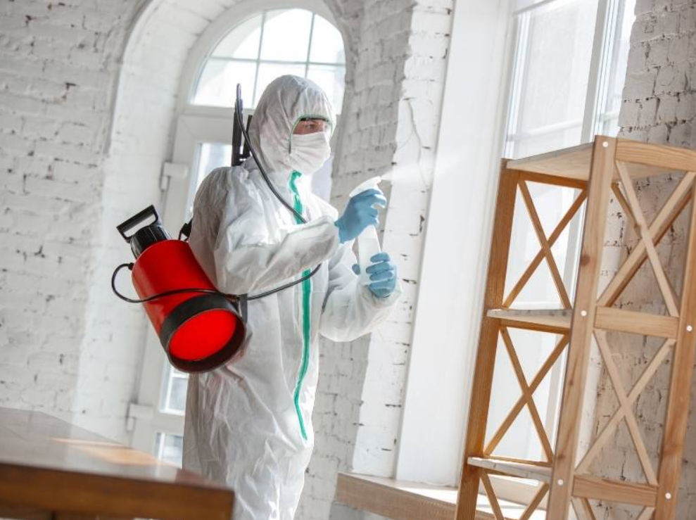 Mold Removal Services In San Diego And Surrounding Areas