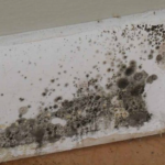 Black Mold: The Toxic House Guest In San Diego