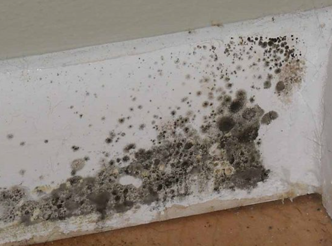 Black Mold: The Toxic House Guest In San Diego