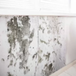 The Ultimate Guide To Mold And Water Damage Removal San Diego