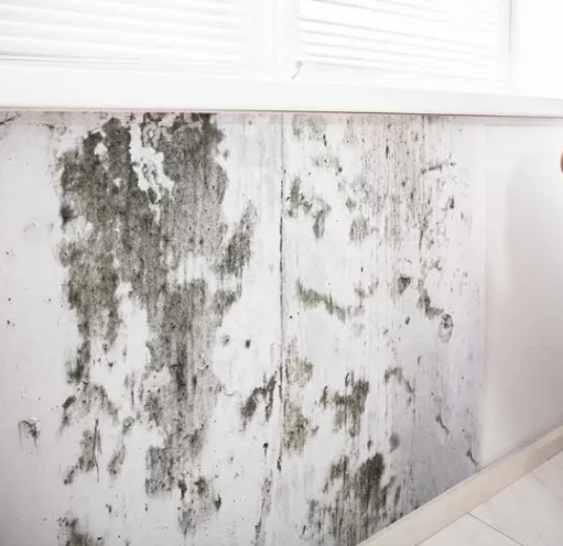 The Ultimate Guide To Mold And Water Damage Removal San Diego