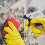 Why Is Mold Removal So Important In San Diego