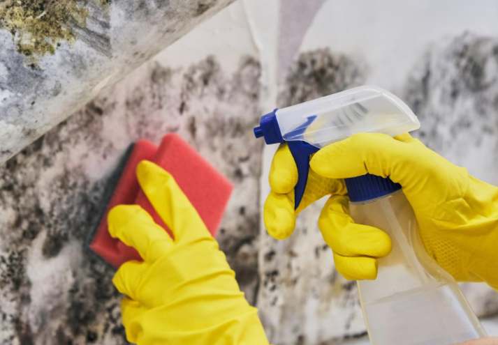 Why Is Mold Removal So Important In San Diego