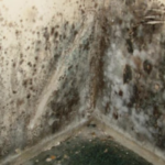 Structural Damage Of Mold In San Diego