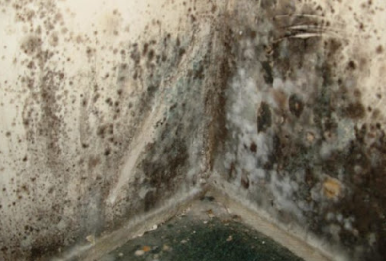 Structural Damage Of Mold In San Diego